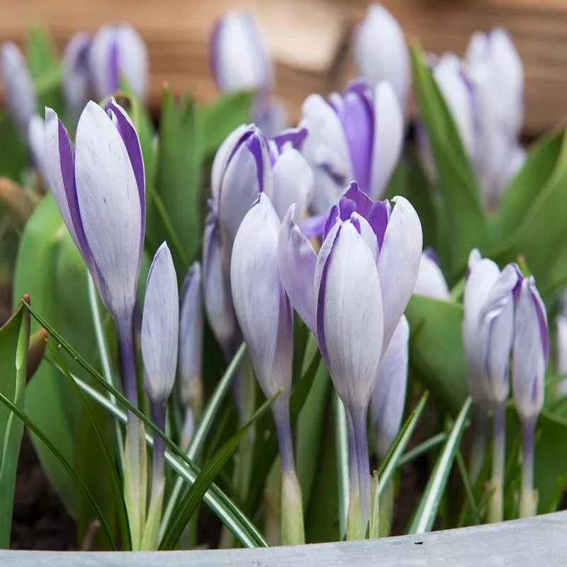 blue-pearl-snow-crocus-bulbs-pack-20 "Blue Pearl" Snow Crocus Bulbs (Pack of 20)
