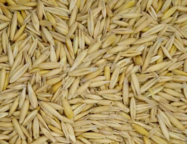 bob-oats-grain-seed Bob Oats Grain Seed