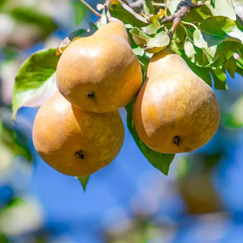 bosc-pear-tree Bosc Pear Tree