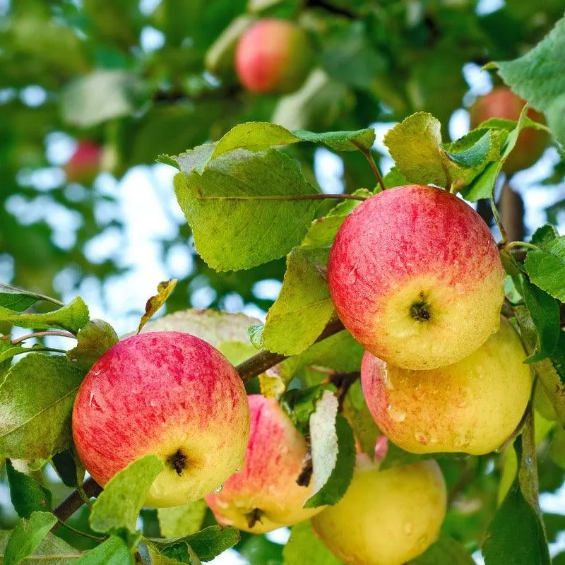 Braeburn Apple Tree
