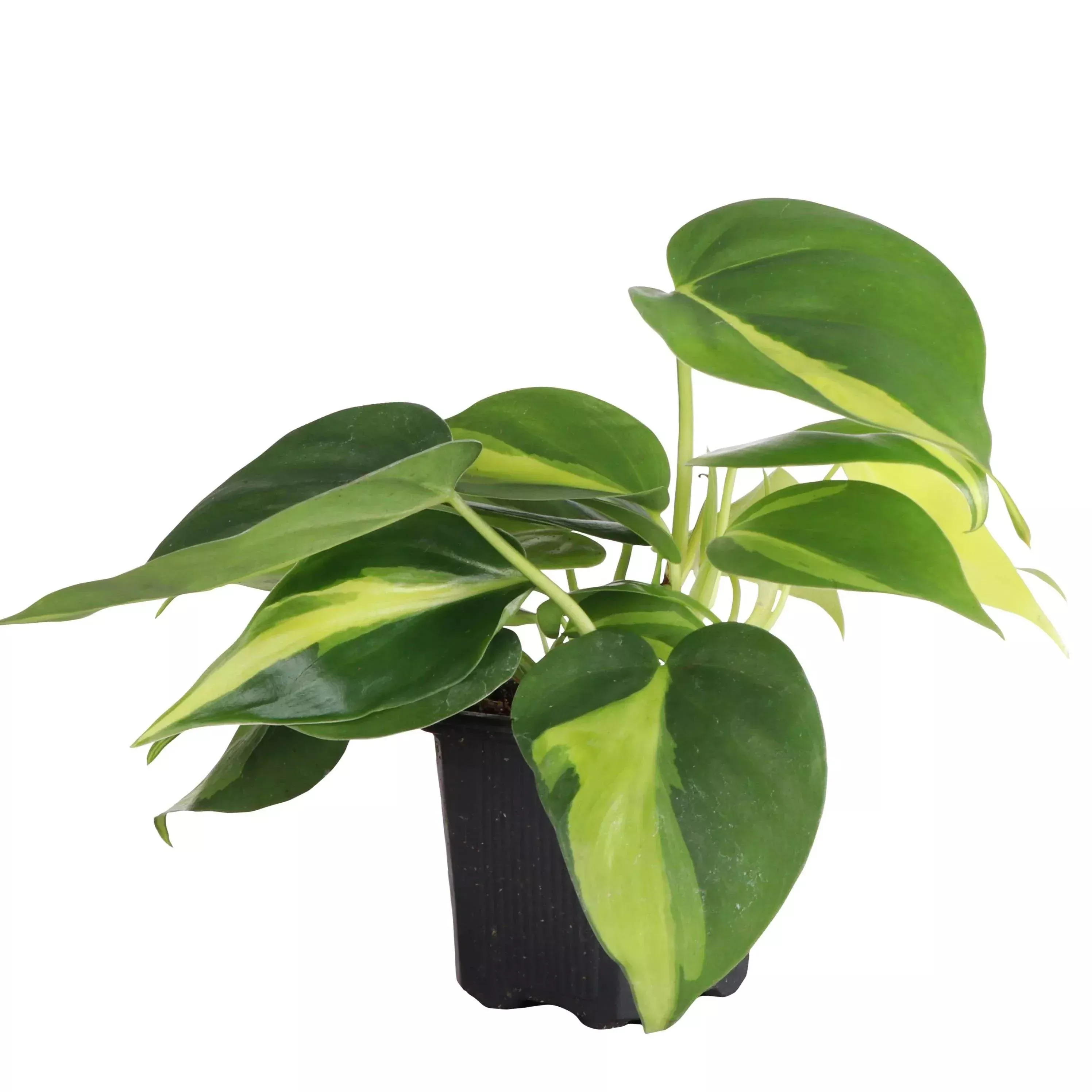 brazil-philodendron-live-plant Brazil Philodendron - Live Plant
