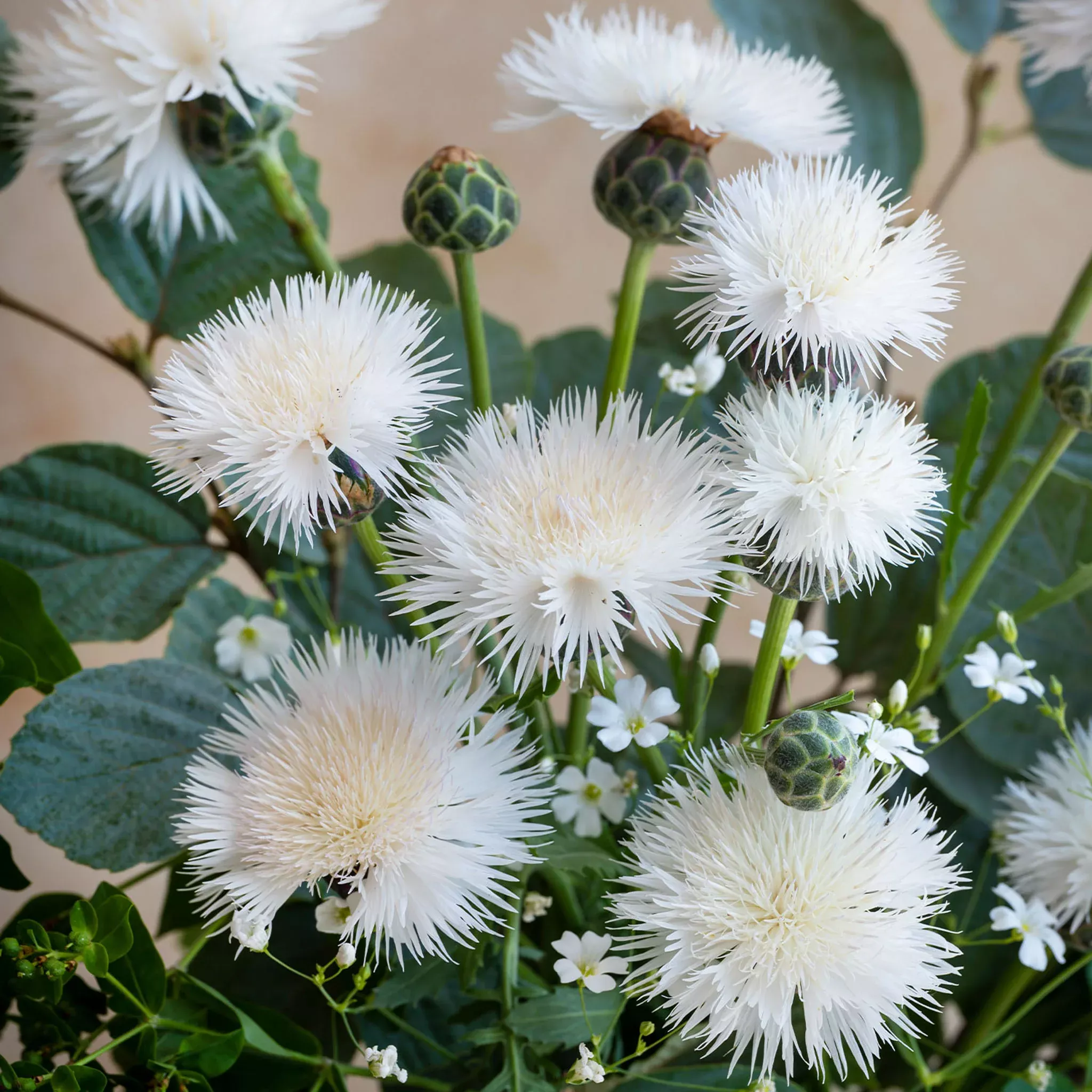 The Bride Centaurea Seeds