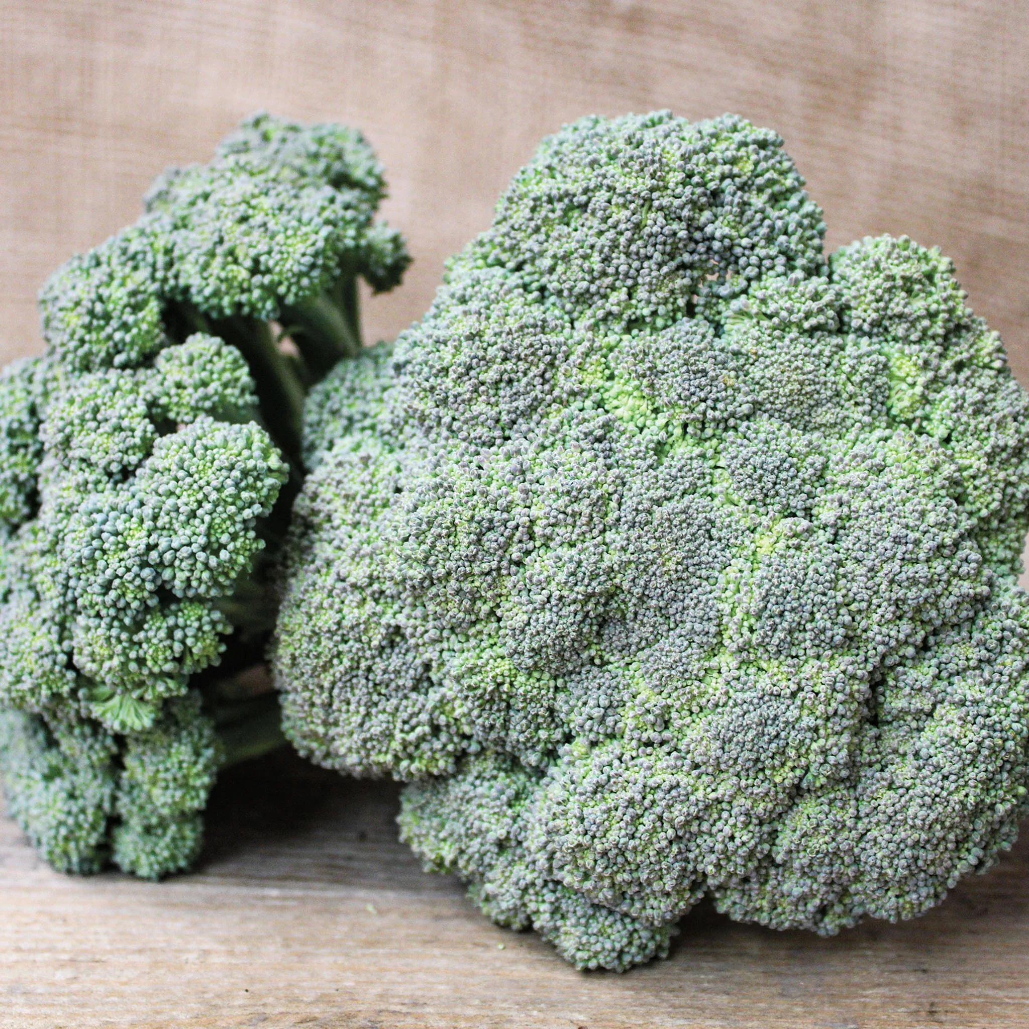 broccoli-castle-dome-hybrid Broccoli, Castle Dome Hybrid.