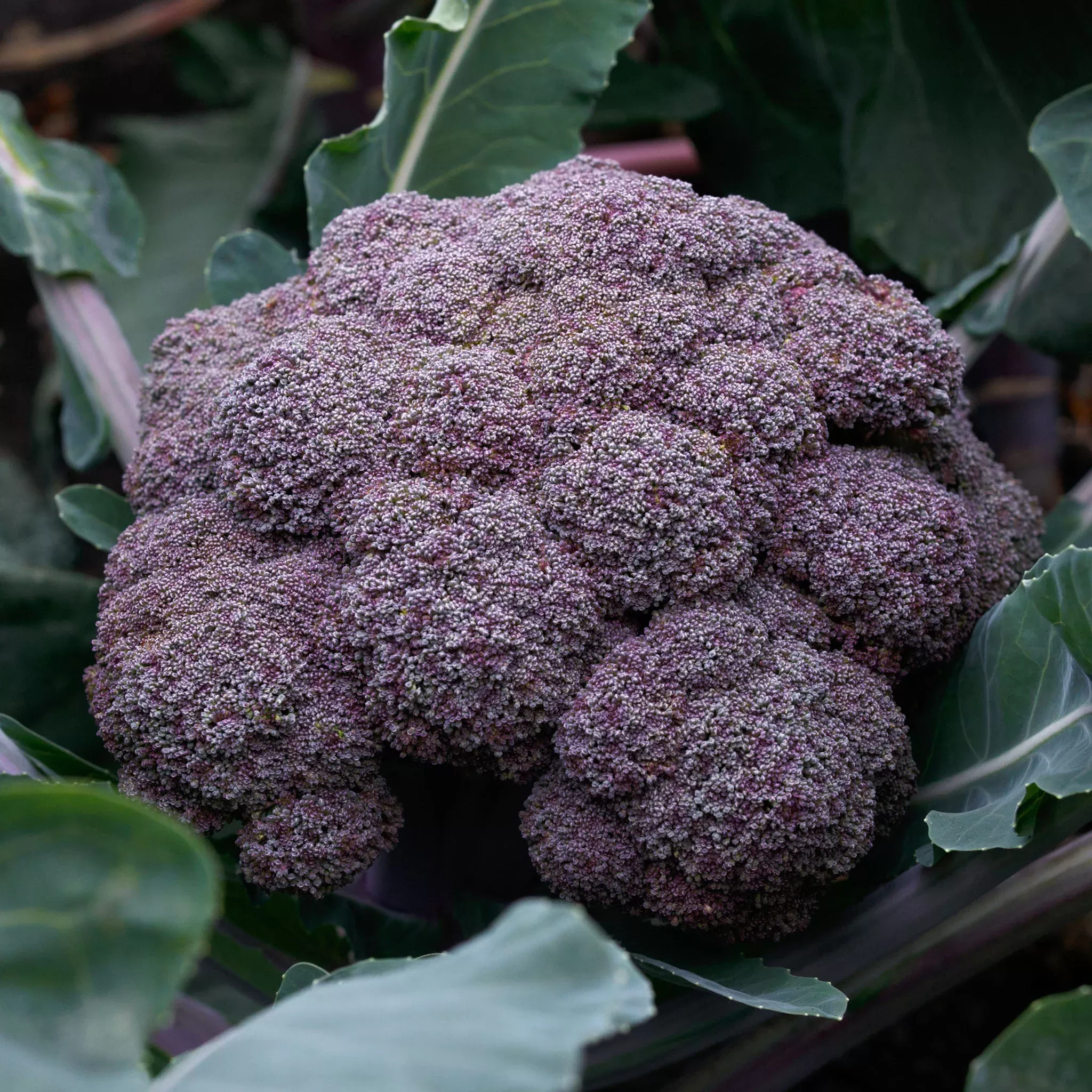 broccoli-purple-magic Broccoli, Purple Magic