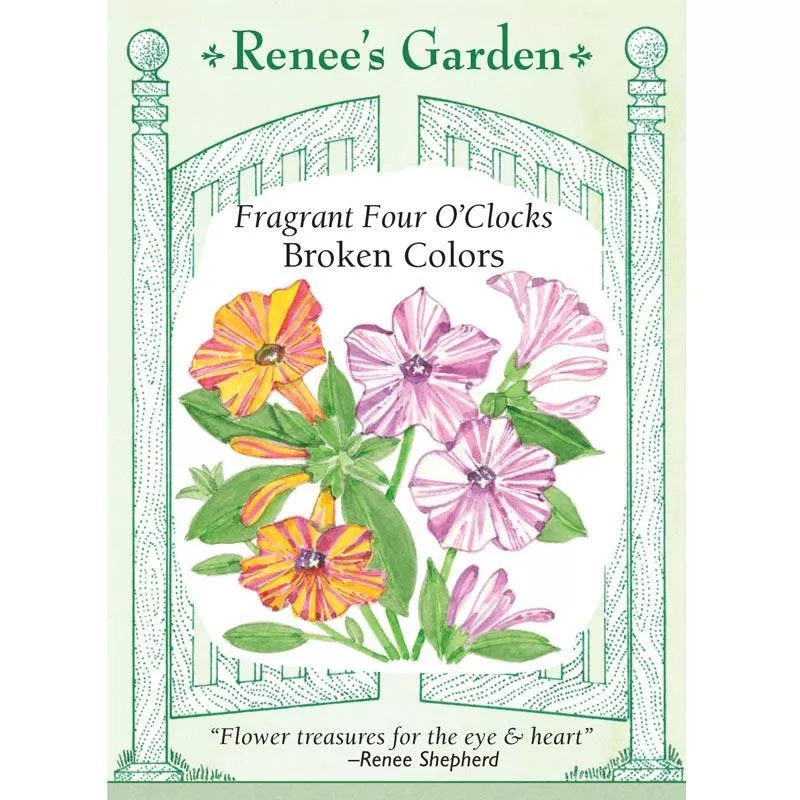 broken-colors-heirloom-four-o-clock-seeds ‘Broken Colors’ Heirloom Four O'Clock Seeds