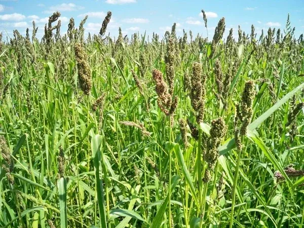 brown-top-millet-seed Brown Top Millet Seed