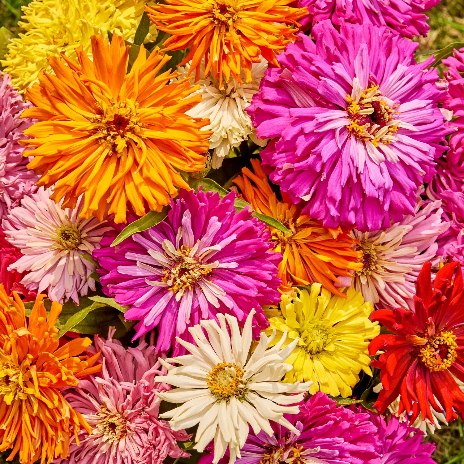 burpeeana-giants-mix-zinnia-seeds Burpeeana Giants Mix Zinnia Seeds