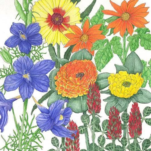 butterfly-garden-wildflower-mix-1-4-lb Butterfly Garden Wildflower Mix (1/4 lb)
