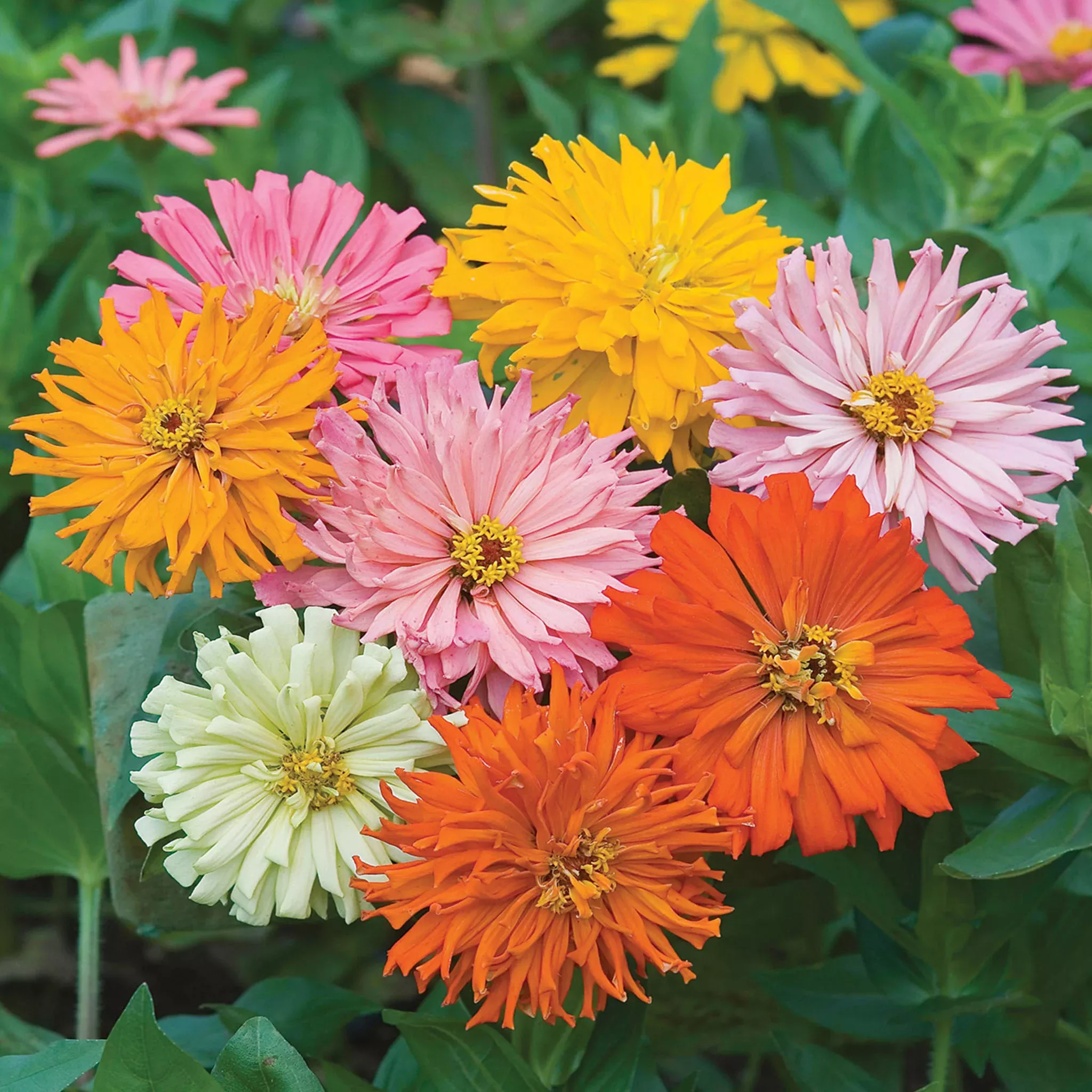 cactus-flowered-mix-zinnia-seeds Cactus Flowered Mix Zinnia Seeds