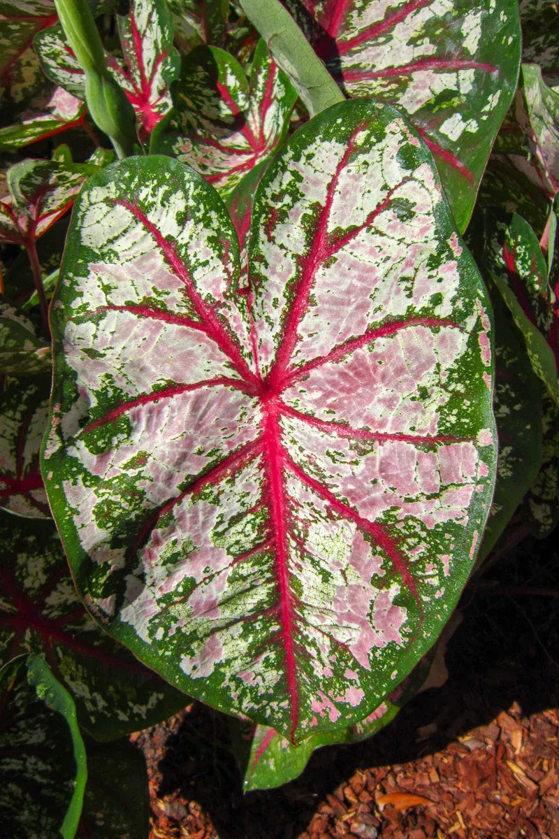 caladium-celebration Caladium, Celebration