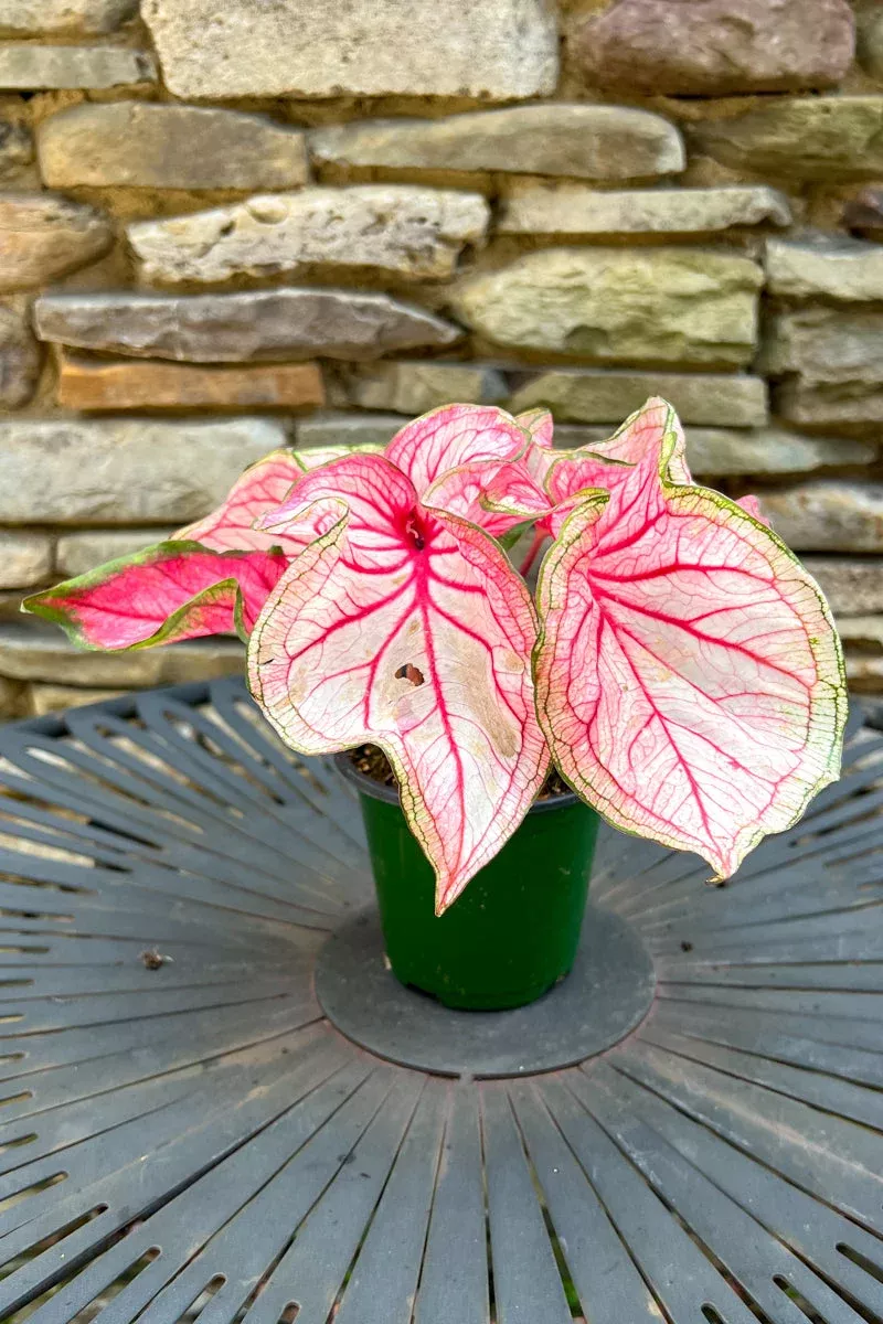 caladium-sweetheart Caladium, Sweetheart