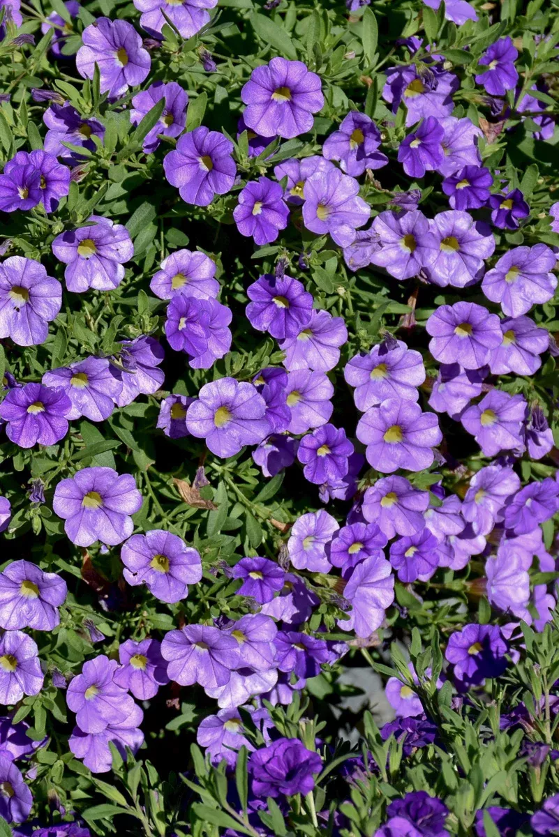 calibrachoa-light-blue Calibrachoa, Light Blue