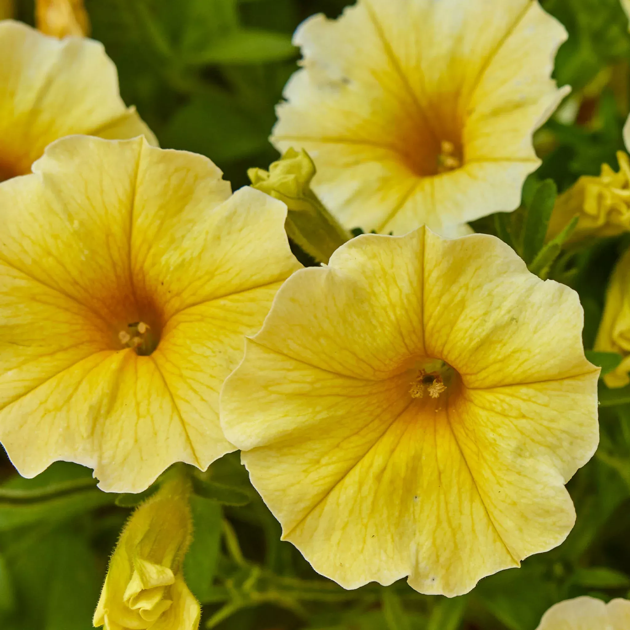 Caliburst Yellow Petchoa Seeds & Plants