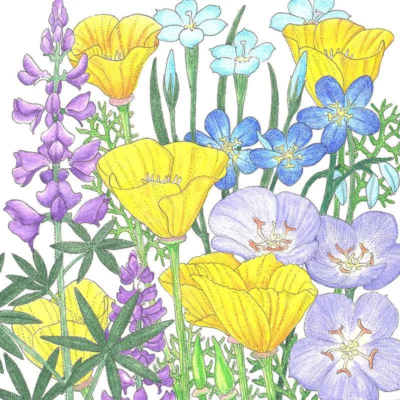 california-native-blue-gold-wildflower-mix-1-4-lb California Native Blue & Gold Wildflower Mix (1/4 lb)