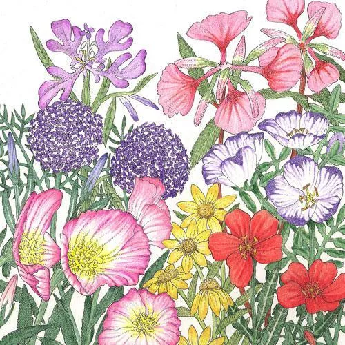 california-native-wildflower-mix-1-4-lb California Native Wildflower Mix (1/4 lb)