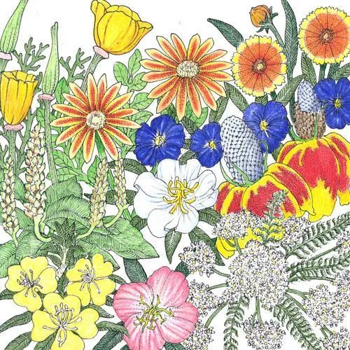 California Perennial Wildflower Mix (lb)