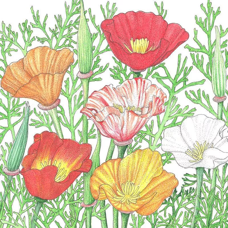 california-poppy-mission-bells-lb California Poppy, Mission Bells (lb)