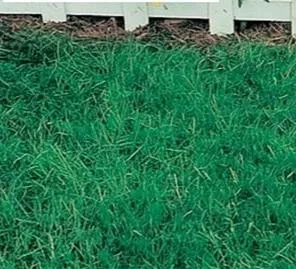 canada-green-grass-seed Canada Green Grass Seed