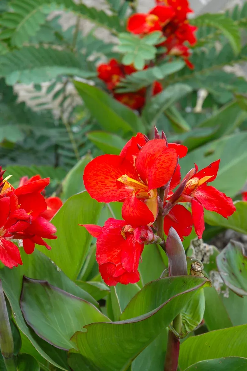 canna-green-leaf-red Canna, Green Leaf Red