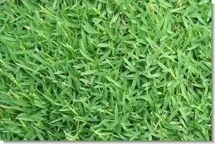 carpetgrass-seed-coated Carpetgrass Seed (Coated)