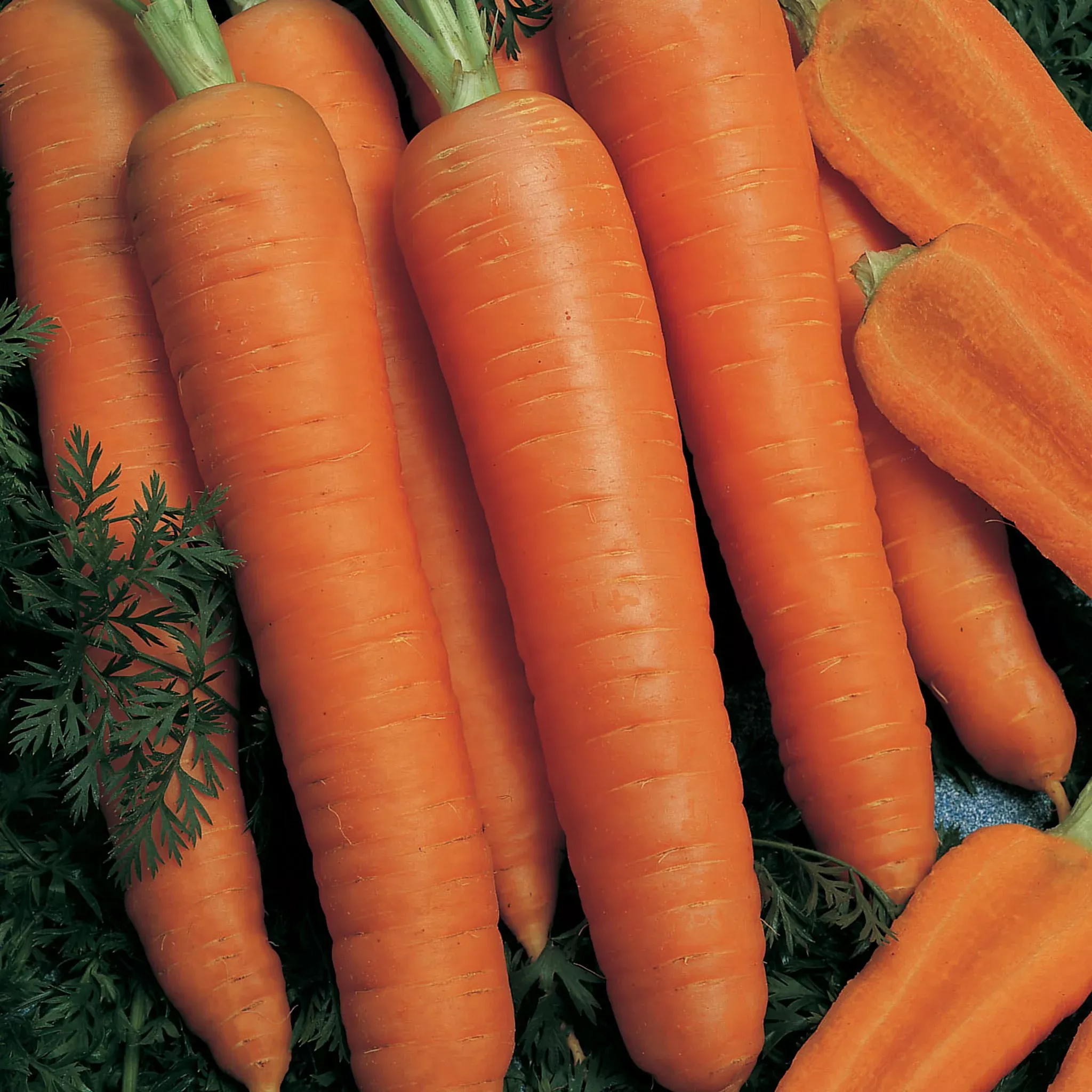 carrot-napoli-hybrid Carrot, Napoli Hybrid