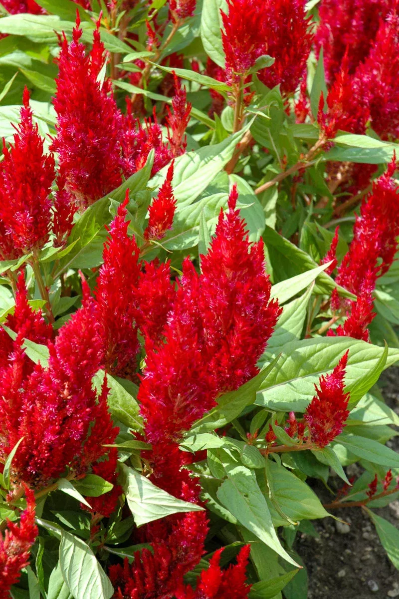 celosia-first-flame-scarlet Celosia, First Flame Scarlet