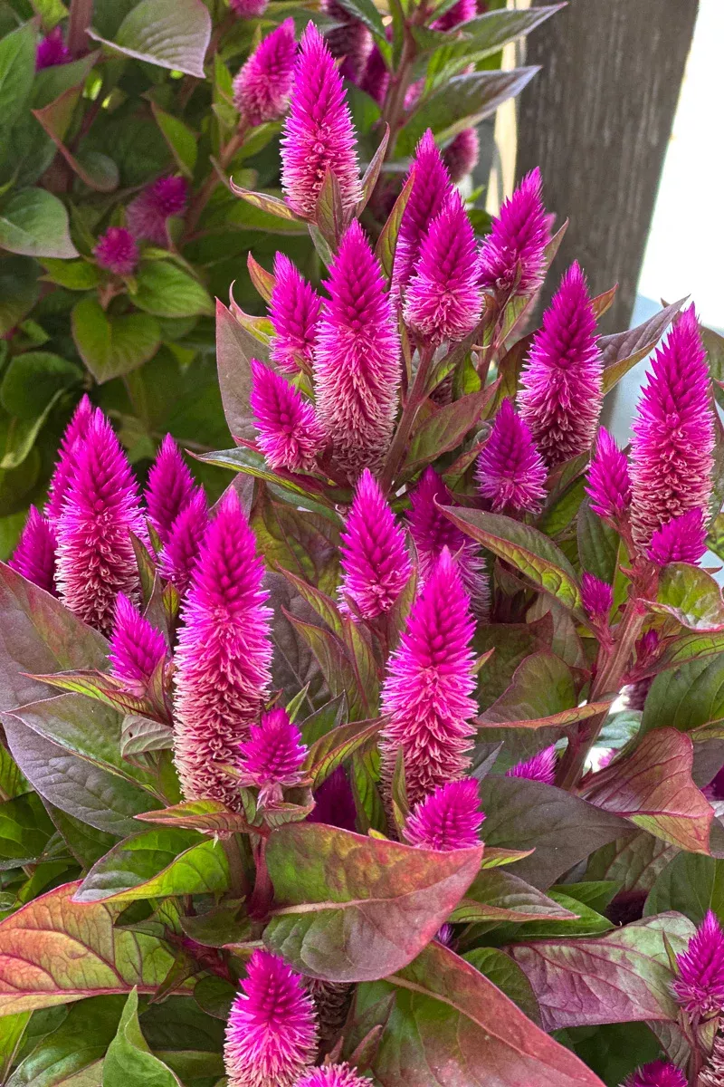 celosia-intenz-classic Celosia, Intenz Classic