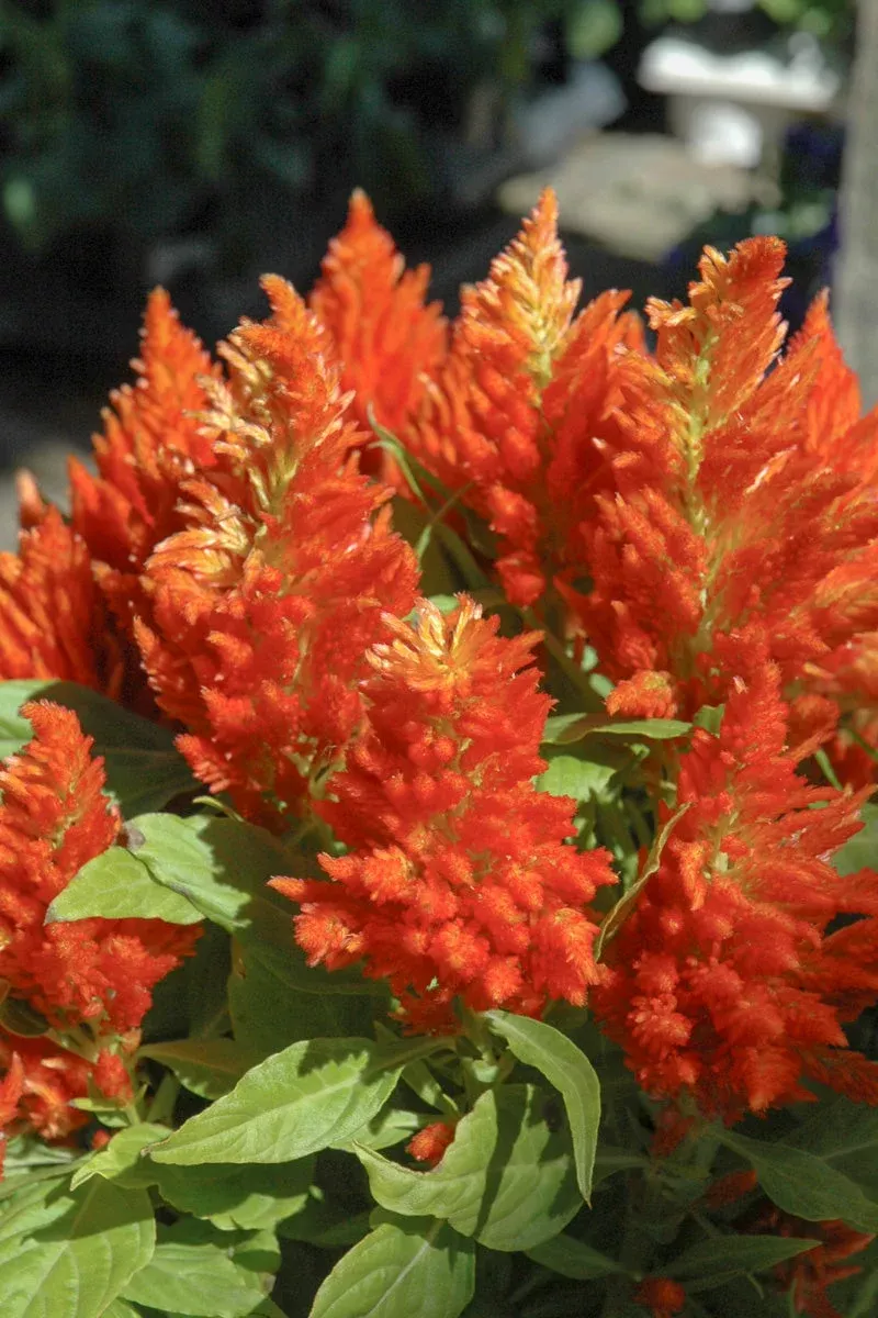 celosia-orange Celosia, Orange