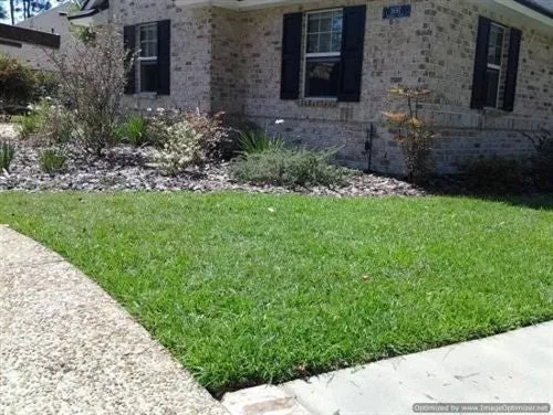 centipede-grass-seed-raw Centipede Grass Seed (Raw)