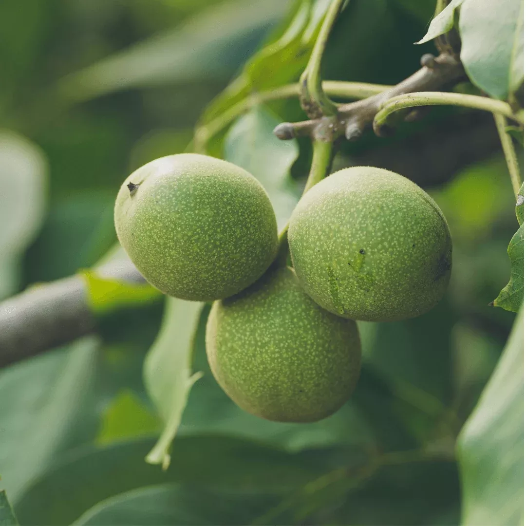 chandler-walnut-tree Chandler Walnut Tree