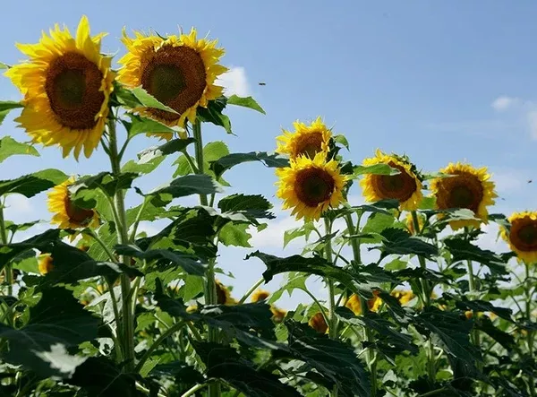 clearfield-lonesome-dove-sunflower-seeds Clearfield Lonesome Dove Sunflower Seeds