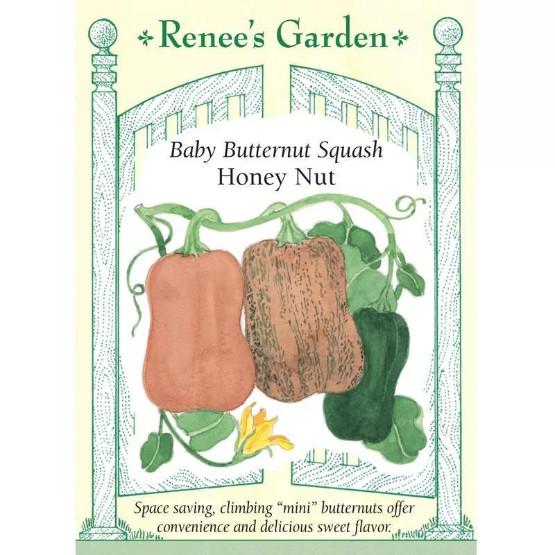 climbing-honey-nut-baby-butternut-squash-seeds ‘Climbing Honey Nut’ Baby Butternut Squash Seeds