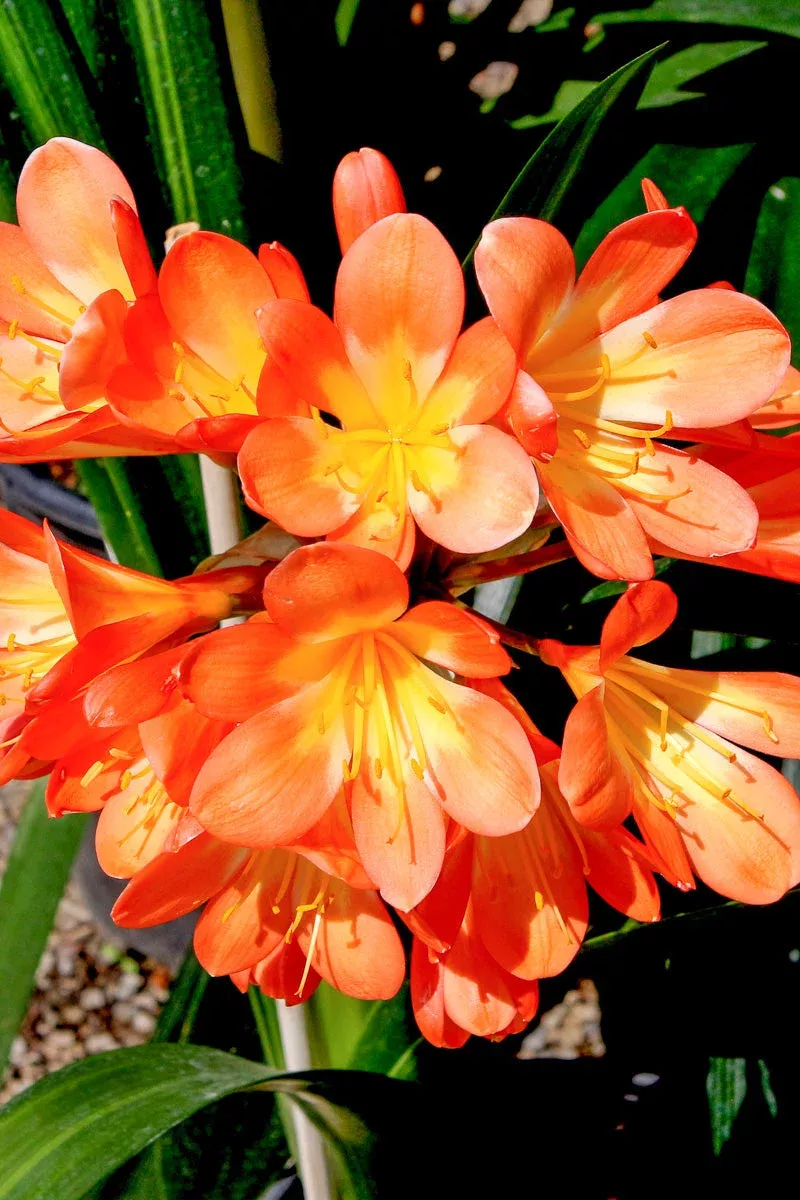 clivia-belgian-orange-hybrid Clivia Belgian Orange Hybrid