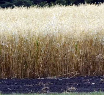 coker-227-oats-seed Coker 227 Oats Seed