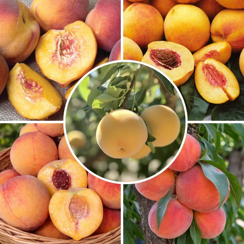 cold-hardy-peaches-3-on-1-multiple-grafted-fruit-tree Cold Hardy Peaches, 3 on 1 Multiple Grafted Fruit Tree
