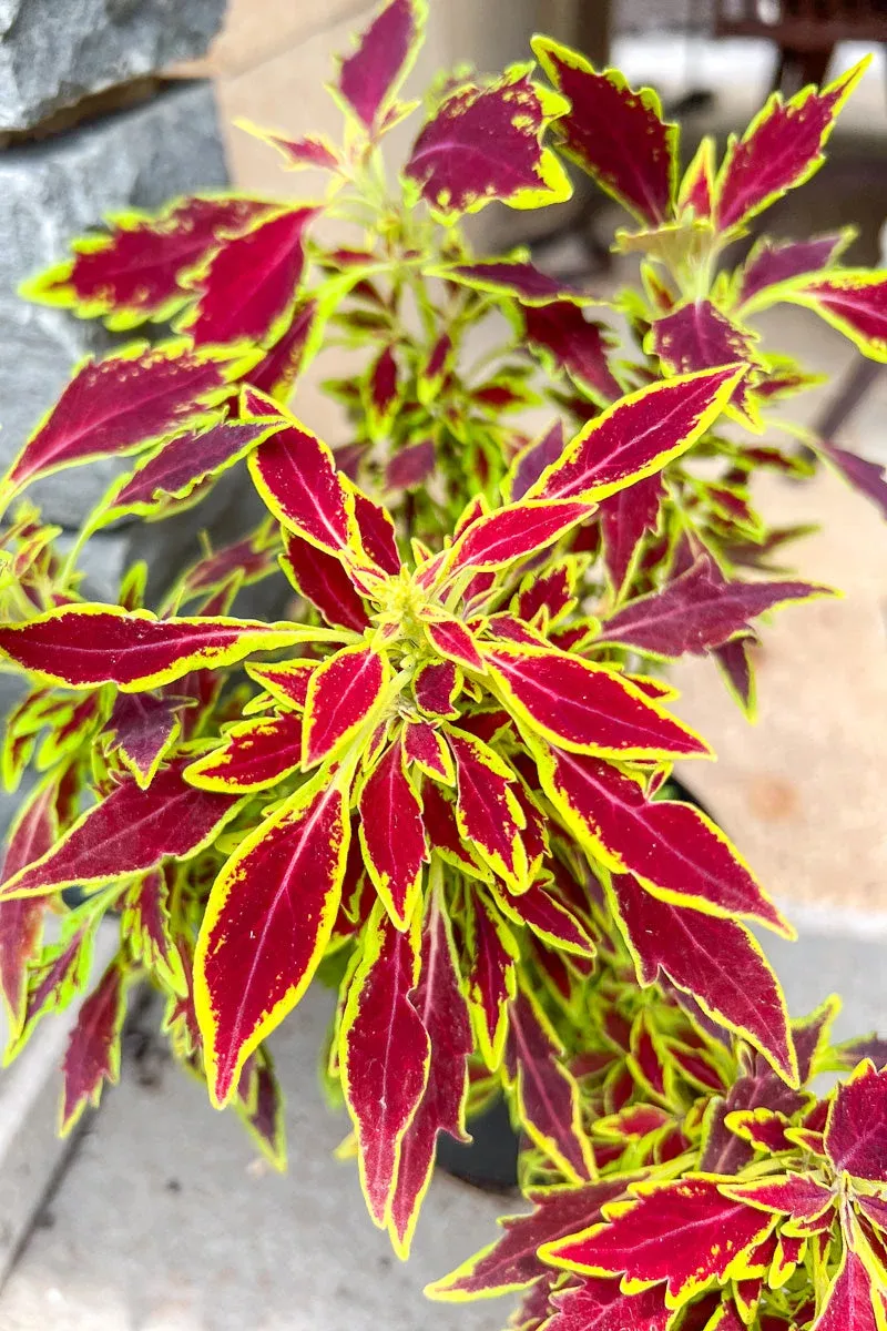 coleus-flame-serrano Coleus Flame Serrano