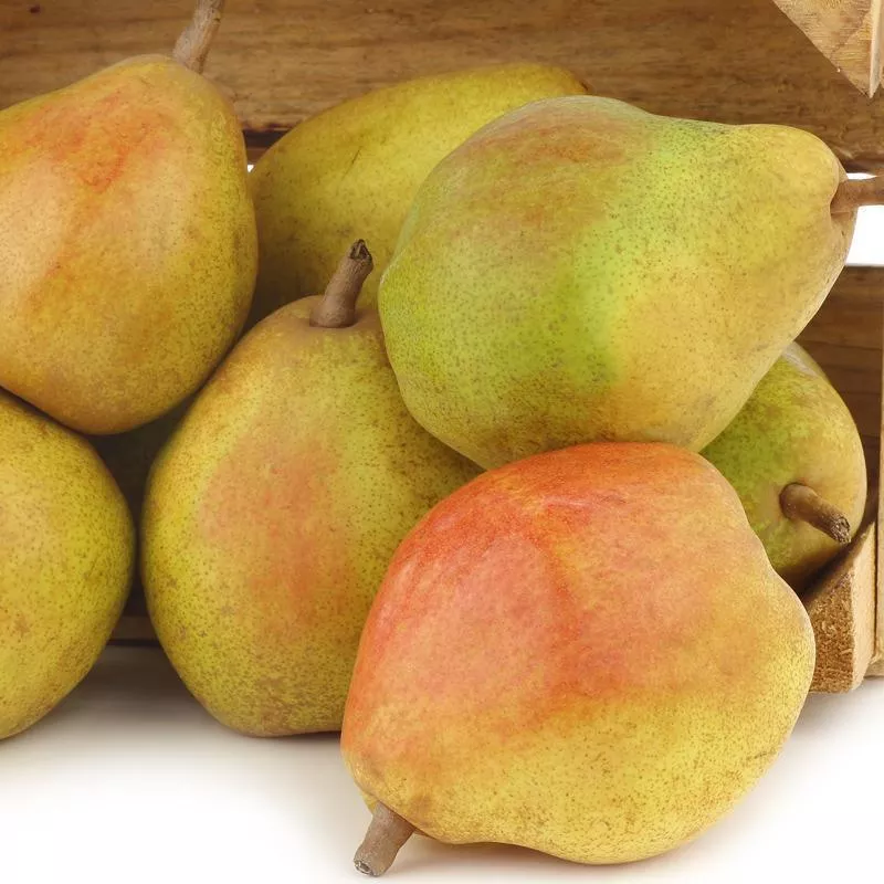 comice-pear-tree Comice Pear Tree