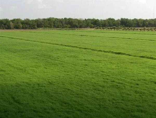common-bermuda-grass-seed-coated-hulled Common Bermuda Grass Seed (Coated & Hulled)