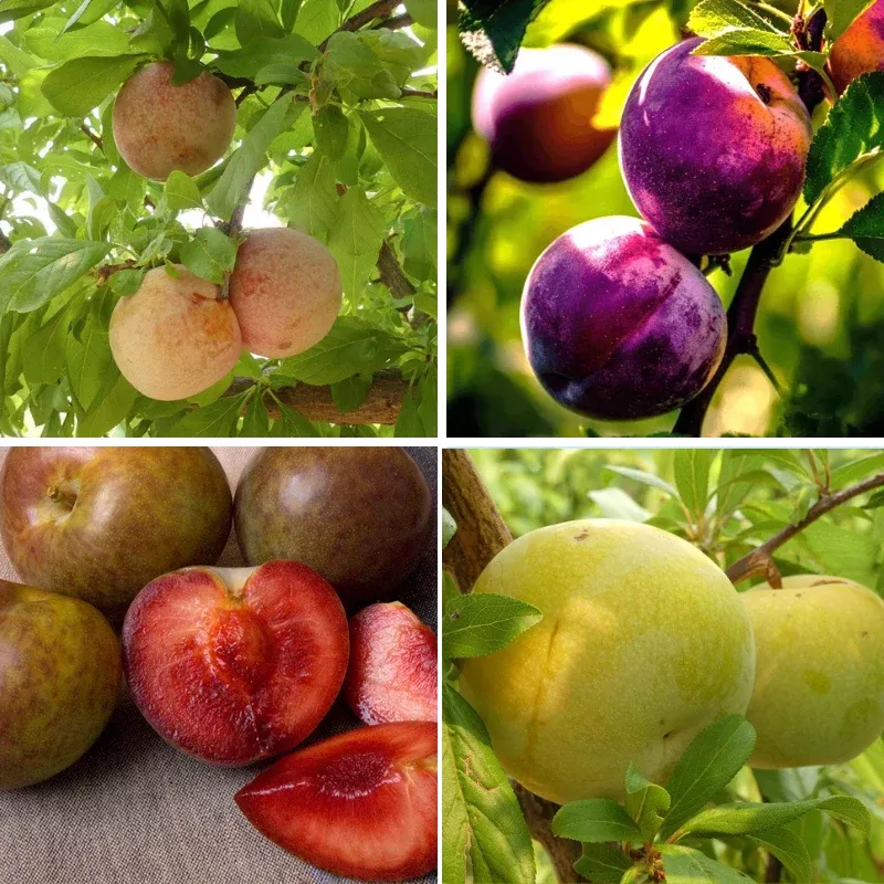 constant-harvest-pluot-3-on-1-multi-grafted-fruit-tree "Constant Harvest" Pluot 3 on 1 Multi Grafted Fruit Tree