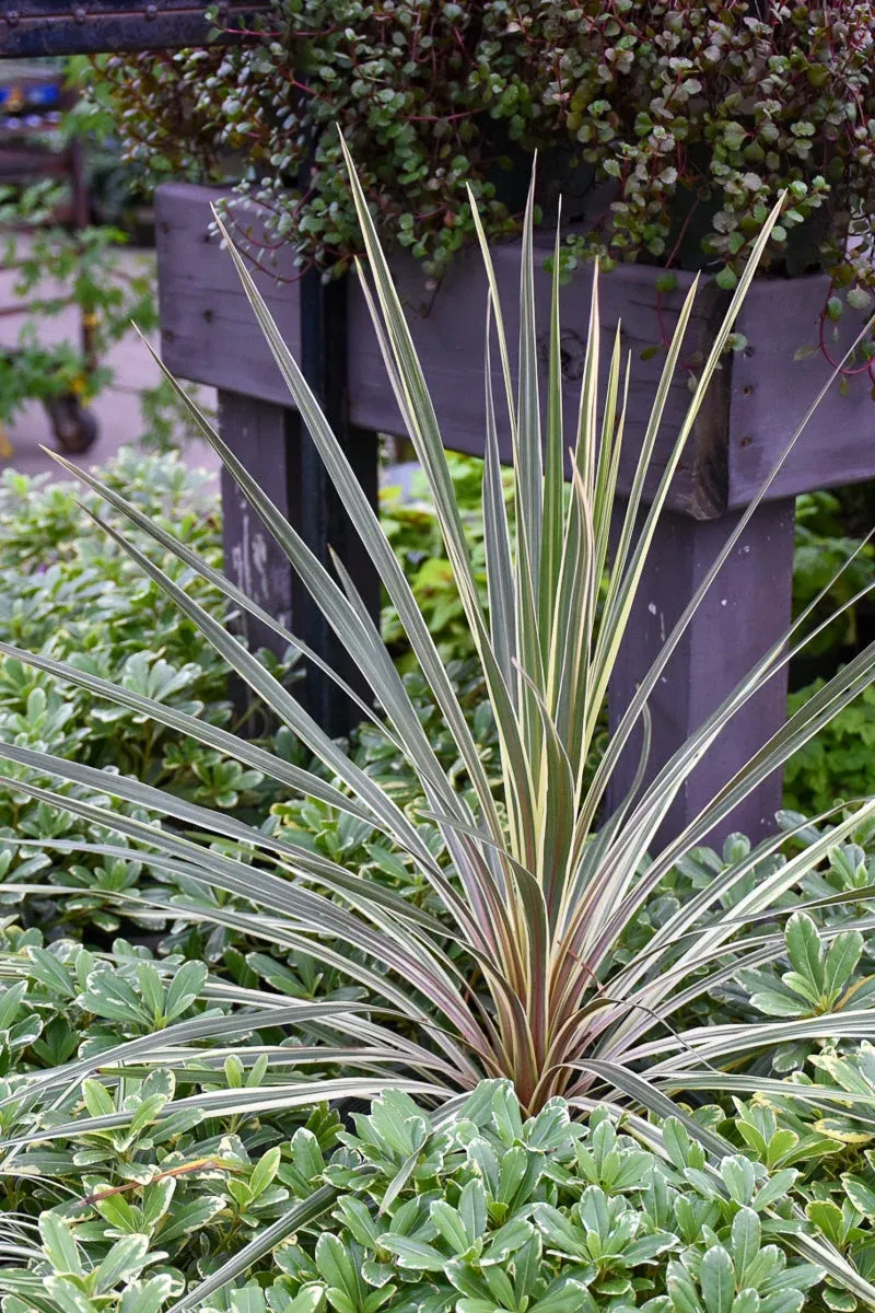 cordyline-torbay-dazzler Cordyline Torbay Dazzler