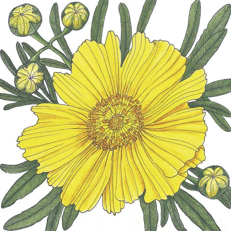 coreopsis-tall-lance-leaved-1-4-lb Coreopsis, Tall Lance-Leaved (1/4 lb)