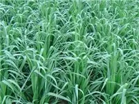 cosaque-black-oats-seeds Cosaque Black Oats Seeds