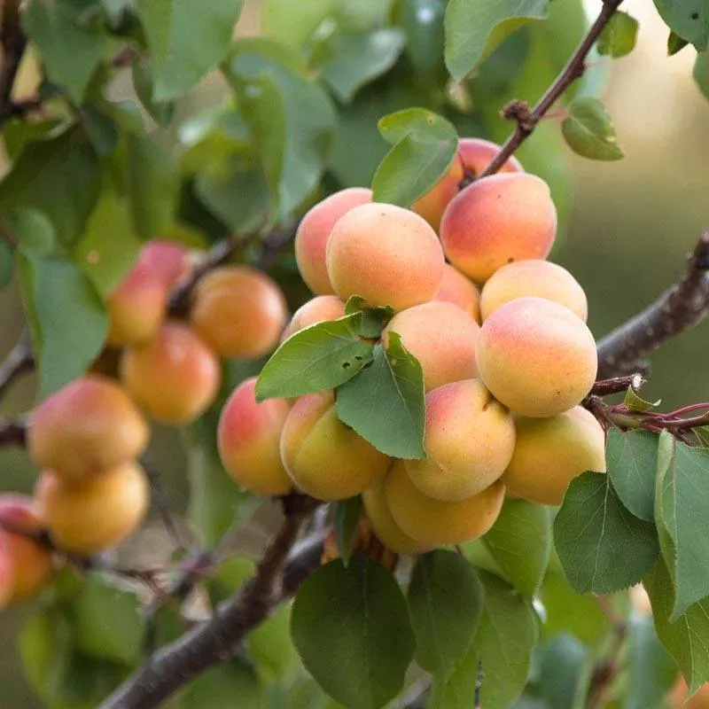 cot-n-candy-aprium-tree Cot-N-Candy Aprium Tree