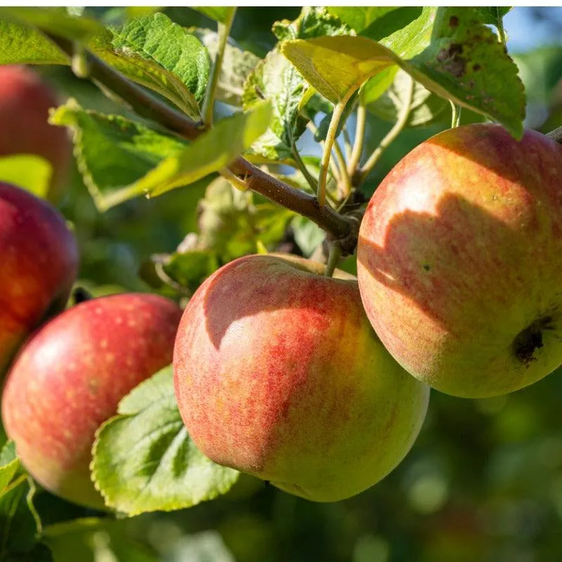 Cox Orange Pippin Apple Tree