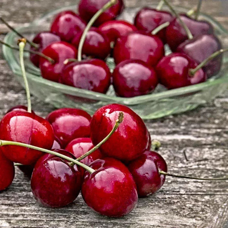 craig-s-crimson-cherry-tree Craig's Crimson Cherry Tree