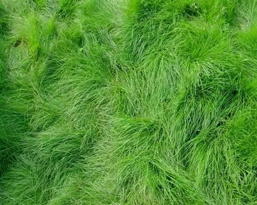 creeping-red-fescue-grass-seed Creeping Red Fescue Grass Seed