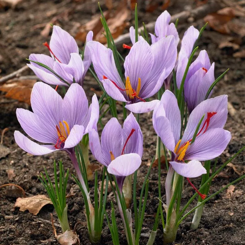 crocus-sativus-saffron-pack-12 Crocus Sativus Saffron (Pack of 12)