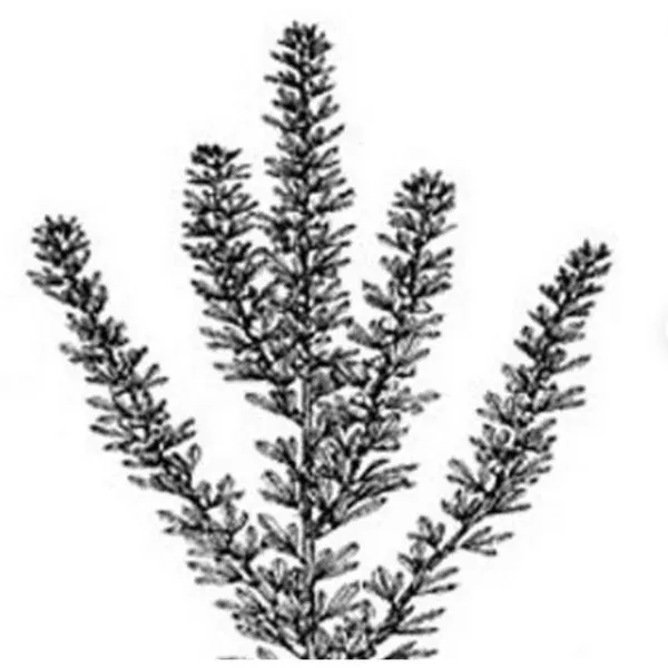 crop-failure-2026-au-grazer-lespedeza-seed (Crop Failure 2026) AU Grazer Lespedeza Seed