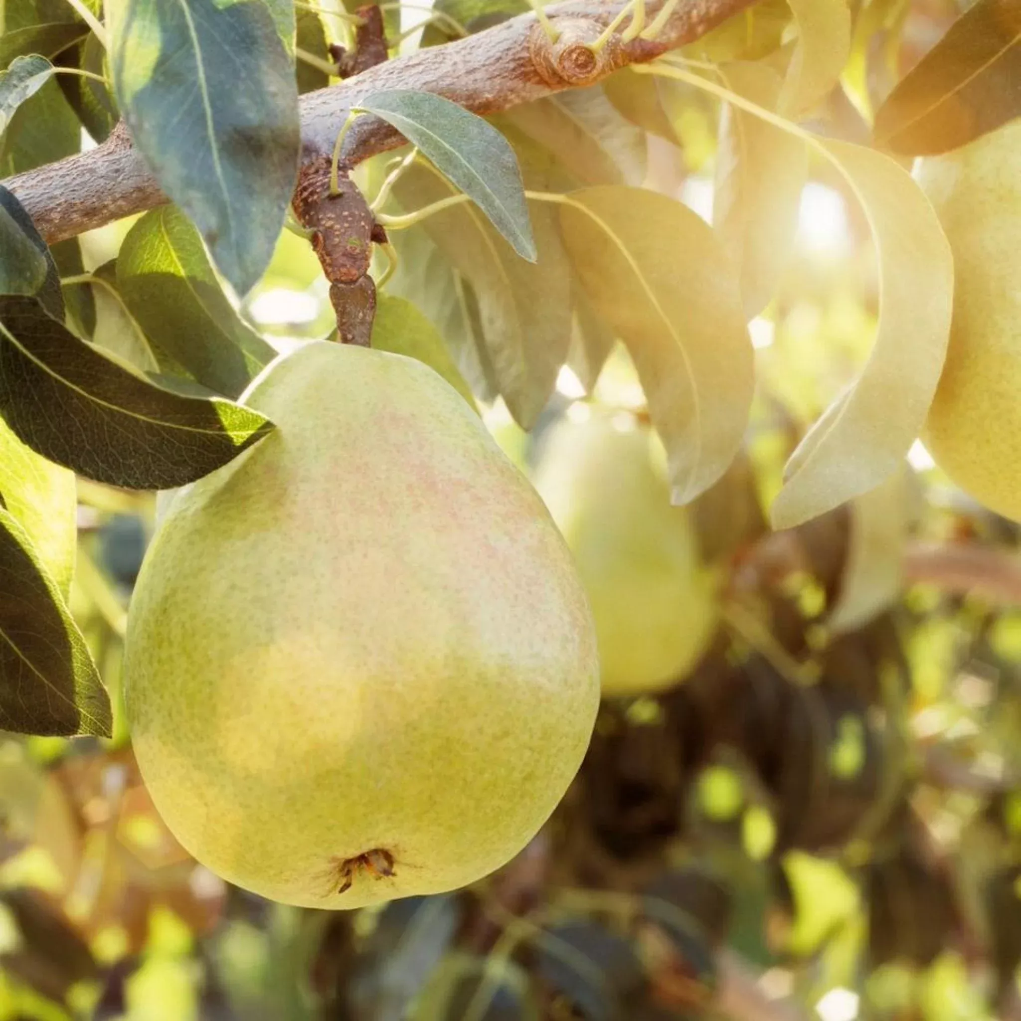 d-anjou-pear-tree D'Anjou Pear Tree