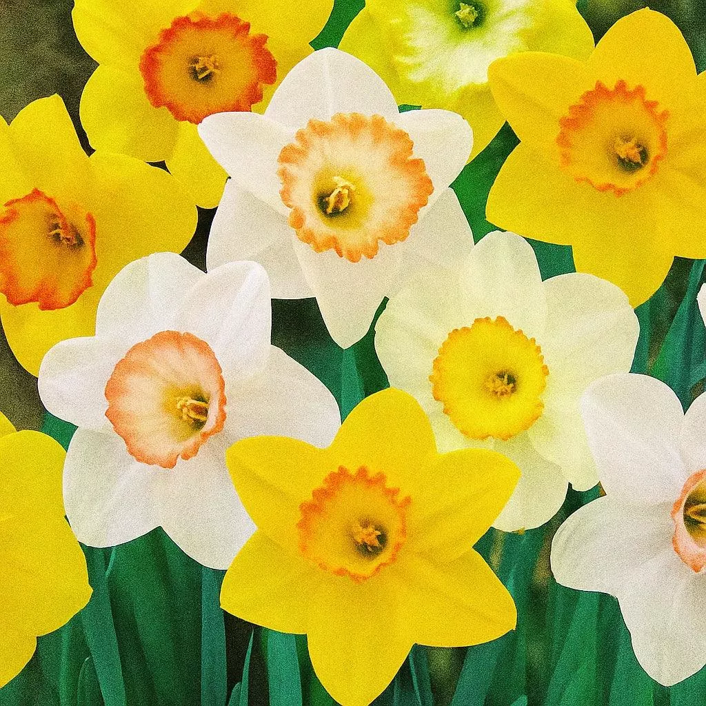 Daffodil Sunshine Blend (Pack of 14)